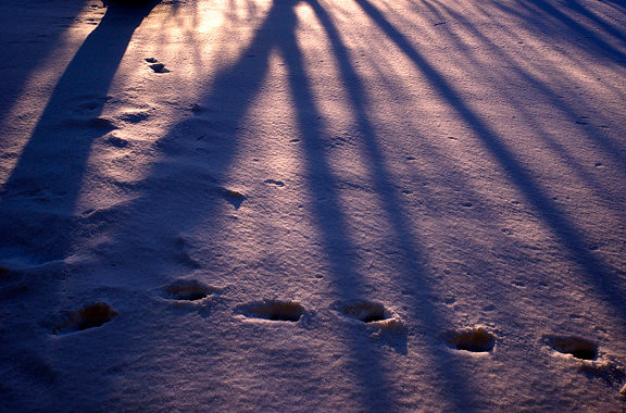Snowy Prints