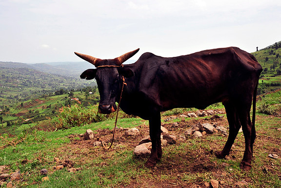 Skinny Cow