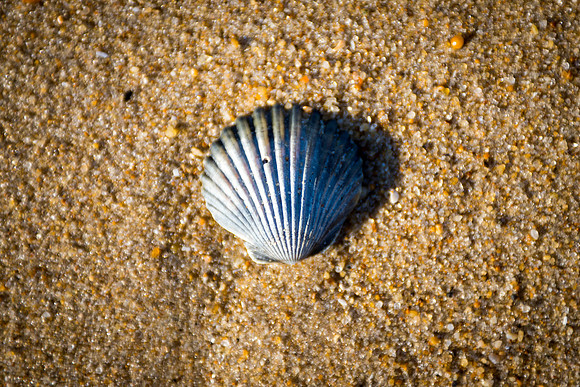 Solo Shell
