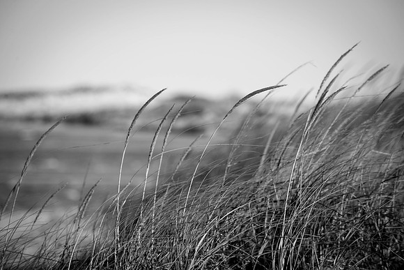Lewes Beach Grass