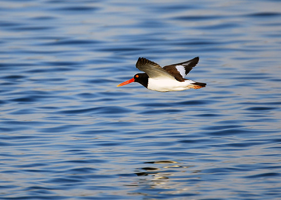 Gliding