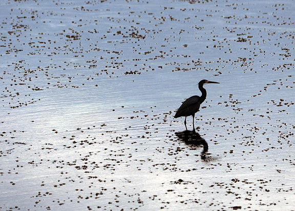 Stalking the Shallows