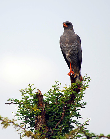 Sentry
