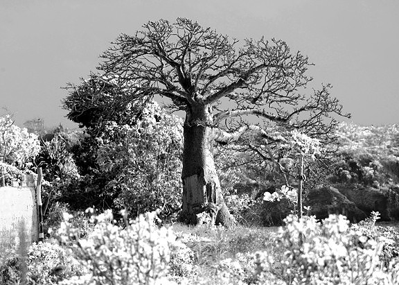 Baobab
